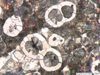 Metalle